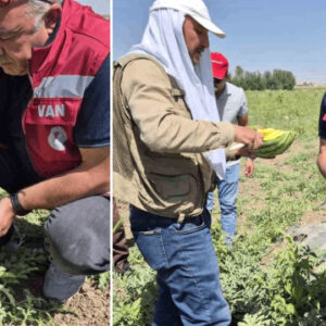 disi karpuz ici ananas yiyen hayran kaliyor vanli ciftci tohumunu irandan getirdigi sari karpuzu ekti I4GeldT2