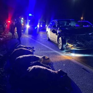 erzincanda suv aracin carptigi hayvanlar telef oldu OVkBStX2