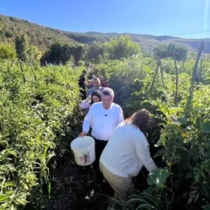 gazidere domatesinde hasat zamani VuedBYxZ