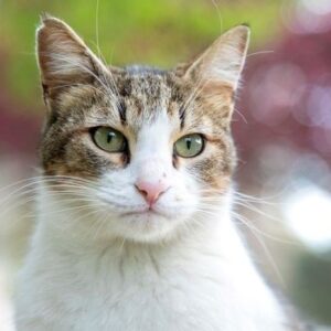 kediler de alzheimer oluyor belirtileri neler tqJICXYJ