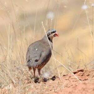 konyadaki tesiste 7 yilda 100 bin civarinda keklik uretildi wLsOYR8C