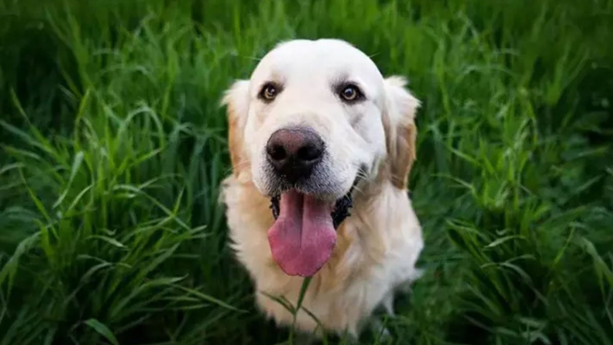 ulkede turist kopeklerle ilgili onemli karar gunluk vergi uygulanacak byVyqBWH