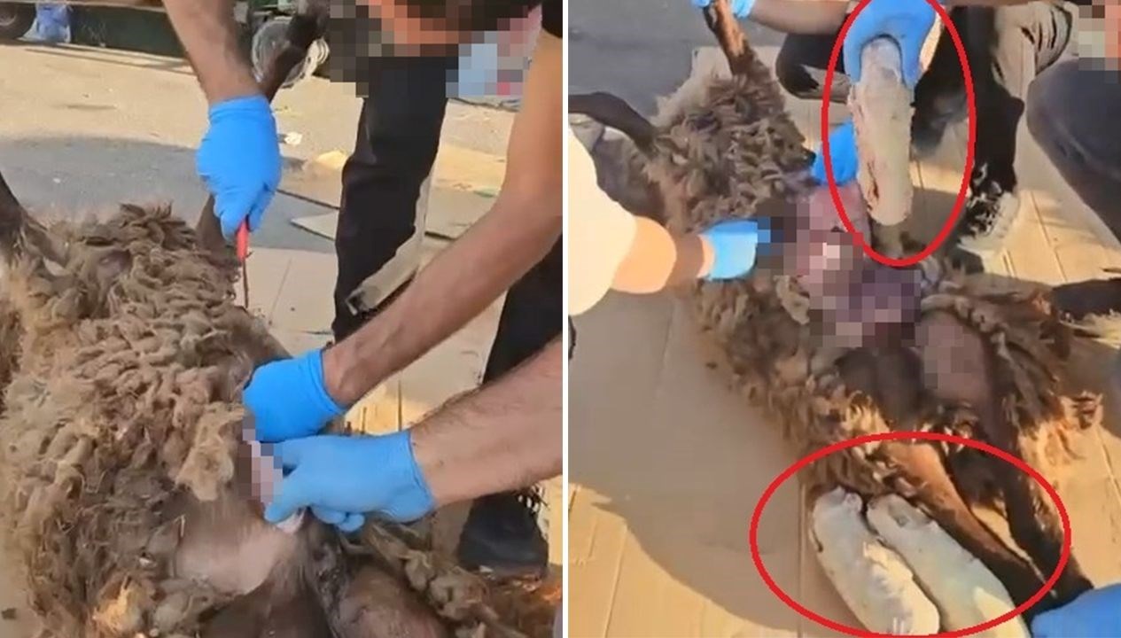 zehirtacirlerinin son oyunu olu koyunun karnindan cikanlar polisi de soke etti zDGe1yau