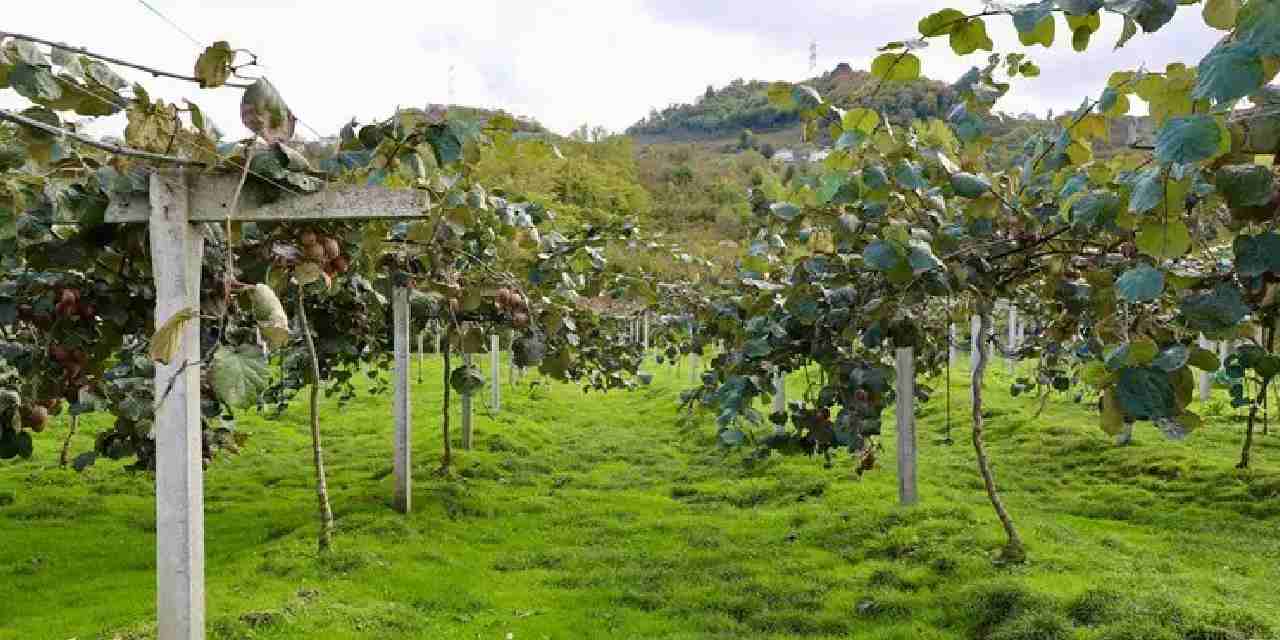 4 bin ton rekolte bekleniyor kilogram fiyati belli oldu bZZxfcc7.jpg