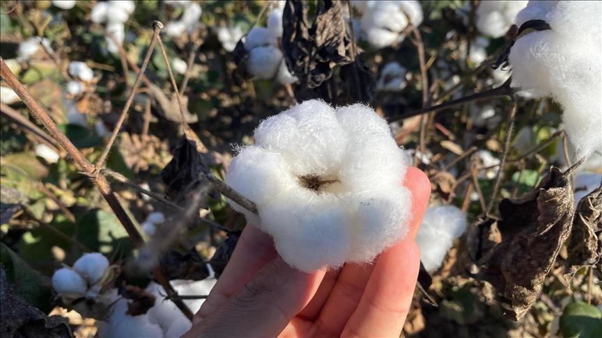 antalyanin pamugu kalitesiyle one cikiyor 5bc3UOzW.jpg