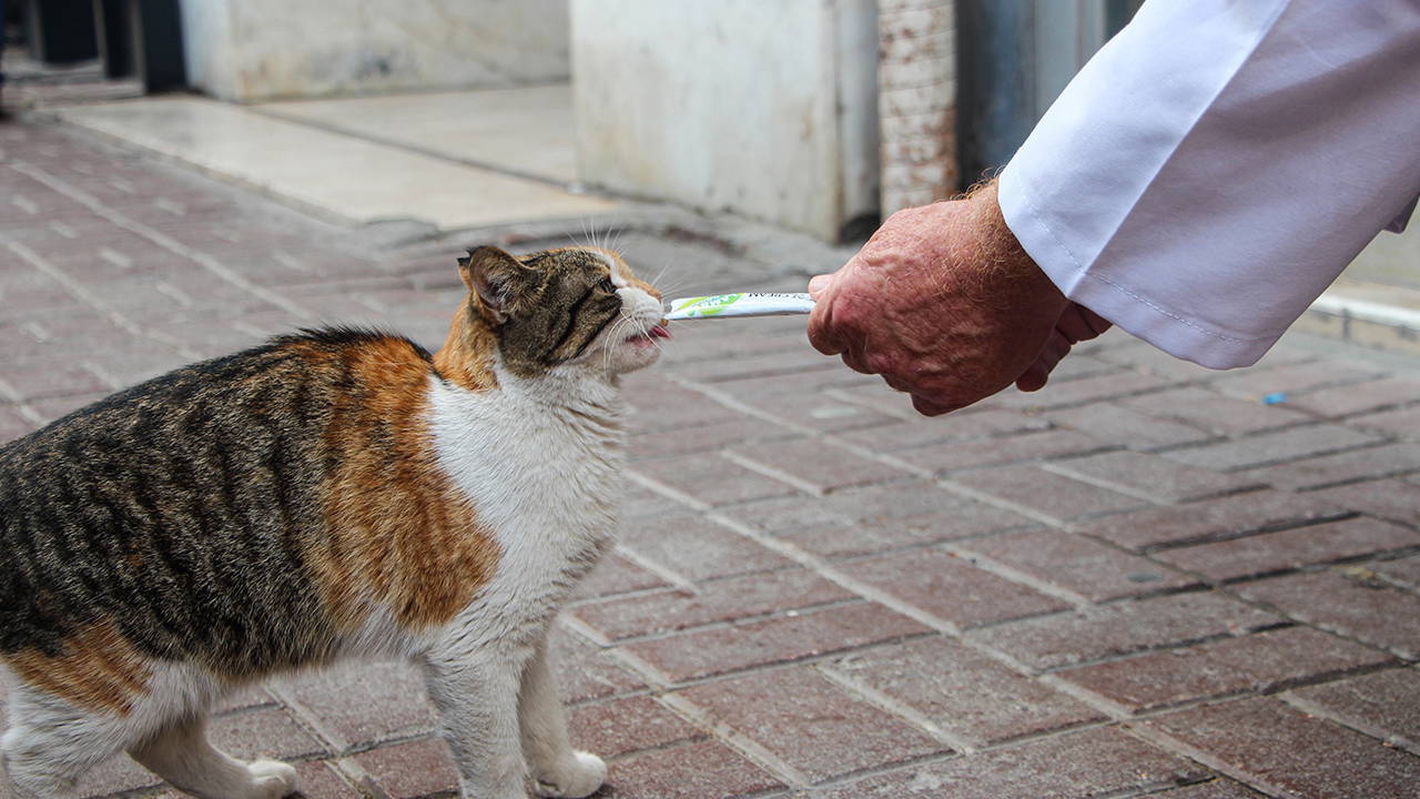 bilincsiz ilac tuketimi hayvanlarinizin canina mal olabilir YHsArU5G.jpg