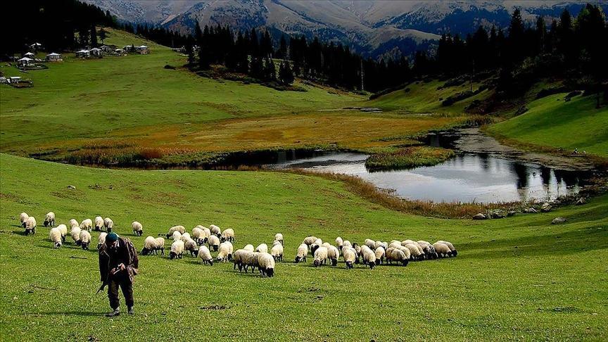 hayvancilik desteklemelerinin uygulanmasinda duzenleme w2768XAS.jpg