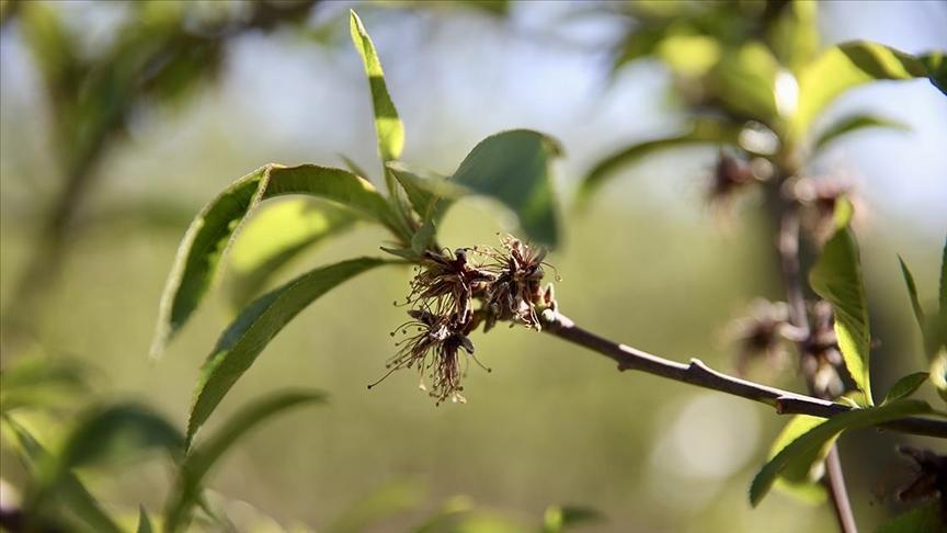 zirai dondan etkilenen ureticilere yeni destek odemesi JCSChuyh.jpg